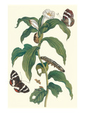 Ginger Plant with a Giant Sugar Cane Borer