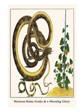 Mexican Boine Snake and a Morning Glory