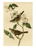 White Throated Finch