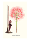 Guinean Amaryllis