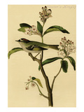 Cuvier's Kinglet