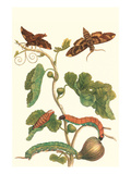 Fig Tree with Fig Sphinx