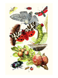Green Oak Moth  Burnet Moth  Puss Moth  Tiger Moth  Ladybird Beetle
