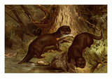 Sea Otters