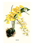 Orchid