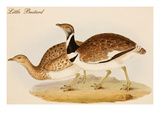 Little Bustard