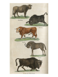 Animals