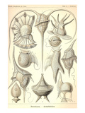 Peridinea