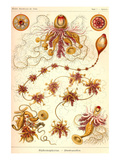 Siphoneae Hydrozoa