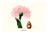 Amaryllis