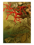 Coral