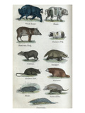 Animals