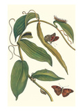 Flat-Leaved Vanila Plant with a Gulf Fritillary