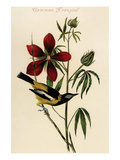 Common Troupial