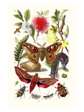 Emperor Moth  Elephant Hawk Moth  Tortoise Beetle