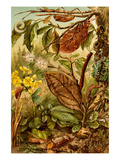 Insects Mimicry