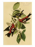 White Winged Crossbill