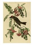 Pipiry Flycatcher