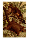 East Indian Flying Squirrel