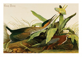 Green Heron