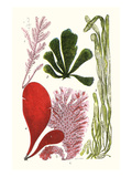 Seaweeds - Common Coralline