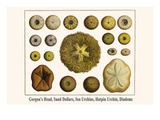 Gorgon's Head  Sand Dollars  Sea Urchins  Hatpin Urchin  Diadems