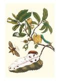 Custard Apple and Flower Moth