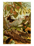Wasps