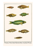 Wrasses  Three-Lined Rainbowfish  Greyhead Wrasse