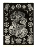 Sea Cucumbers