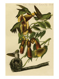 Ruby Throated Humming Bird