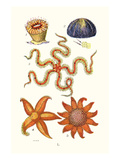 Common Madrepore Coral  Sea Urchin  Brittlestar  Sun Star
