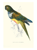 Patagonian Parakeet Macaw - Cyanoliseus Patagonus