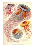 Jelly Fish