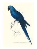 Blue and Yellow Macaw - Ara Ararauna
