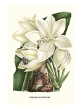 Crinum Giganteum - Medicinal
