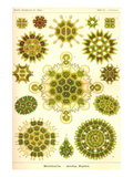 Green Algae