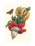Banana Tree and Moths