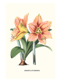 Amaryllis