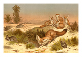 Desert Fox