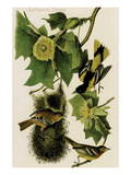 Baltimore Oriole