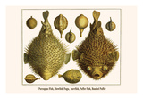 Porcupine Fish  Blowfish  Fugu  Burrfish  Puffer Fish  Banded Puffer