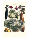 Vegetables; Cucumber  Cabbage  Eggplant  Potato  and Beet