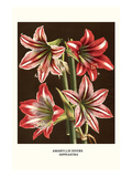 Amaryllis