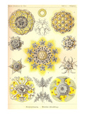 Polycytaria Radiolaria