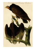 Red Headed Turkey Vulture