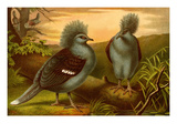 Crowned Pigeons