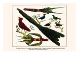 Grackle  Parrots  Cardinal  Red-Legged Honey Creeper  Speckled Tanger  Golden-Headed Manakin  etc