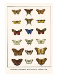 Butterflies  Caterpillars  Pearl Charaxes  Autumn Leafs 