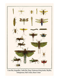 Crane Flies  Dragonflies  Caddis Flies  Wasp  Predaceous Diving Beetles  Mayflies  etc